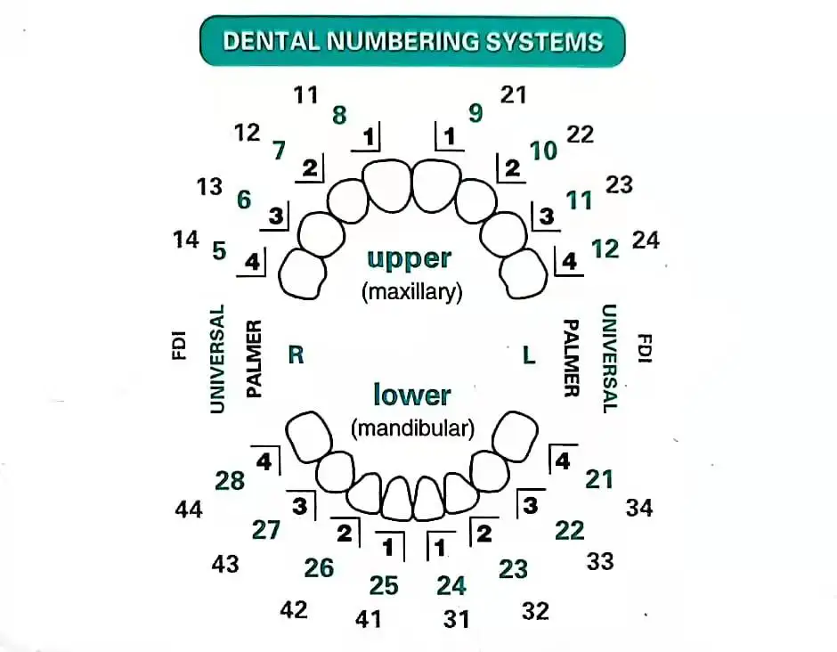 Dental Mould For Composite Res - đánh giá và giá Teeth Whitening Moulds