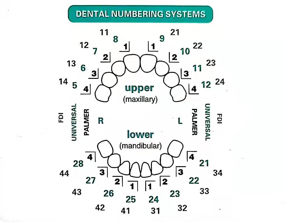 32pcs/Set Dental Veneer Mould  - đánh giá và giá Teeth Whitening Moulds